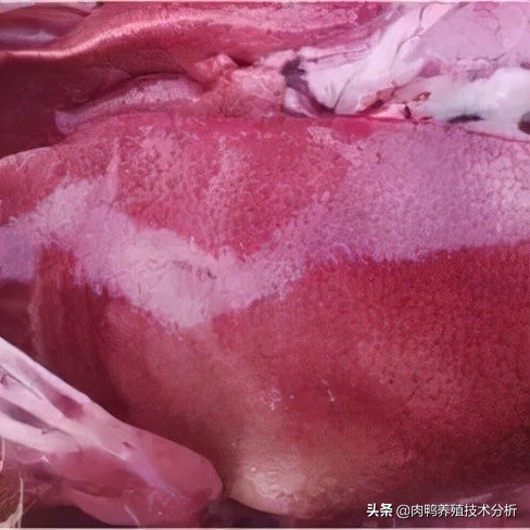 肉鸭曲霉菌中毒用什么脱霉剂,肉鸭霉菌预防用什么药