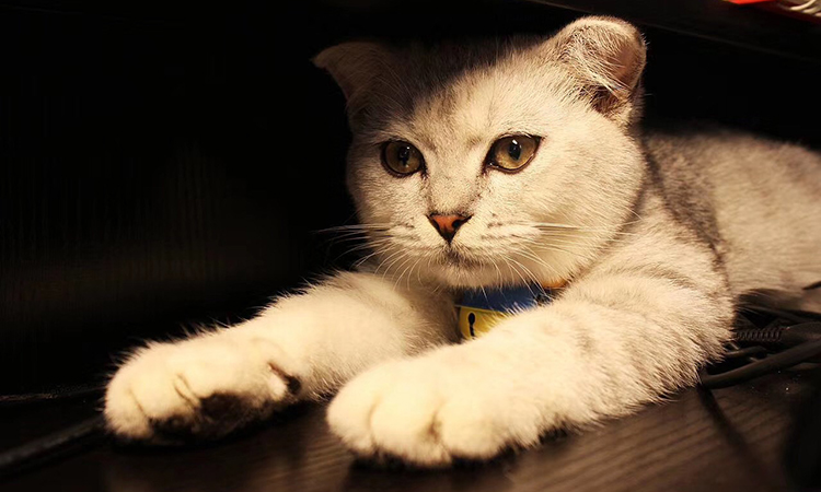 猫三联注射时要注意的事项有哪些,猫三联第三针没打需要重新注射吗