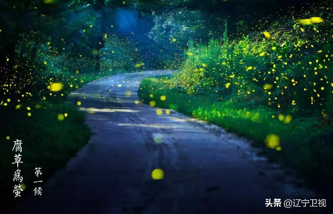 酷暑知了声声入耳,大暑知了叫