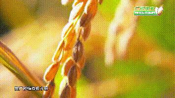 中国用了占世界多少的耕地,我国用占世界百分之几的耕地