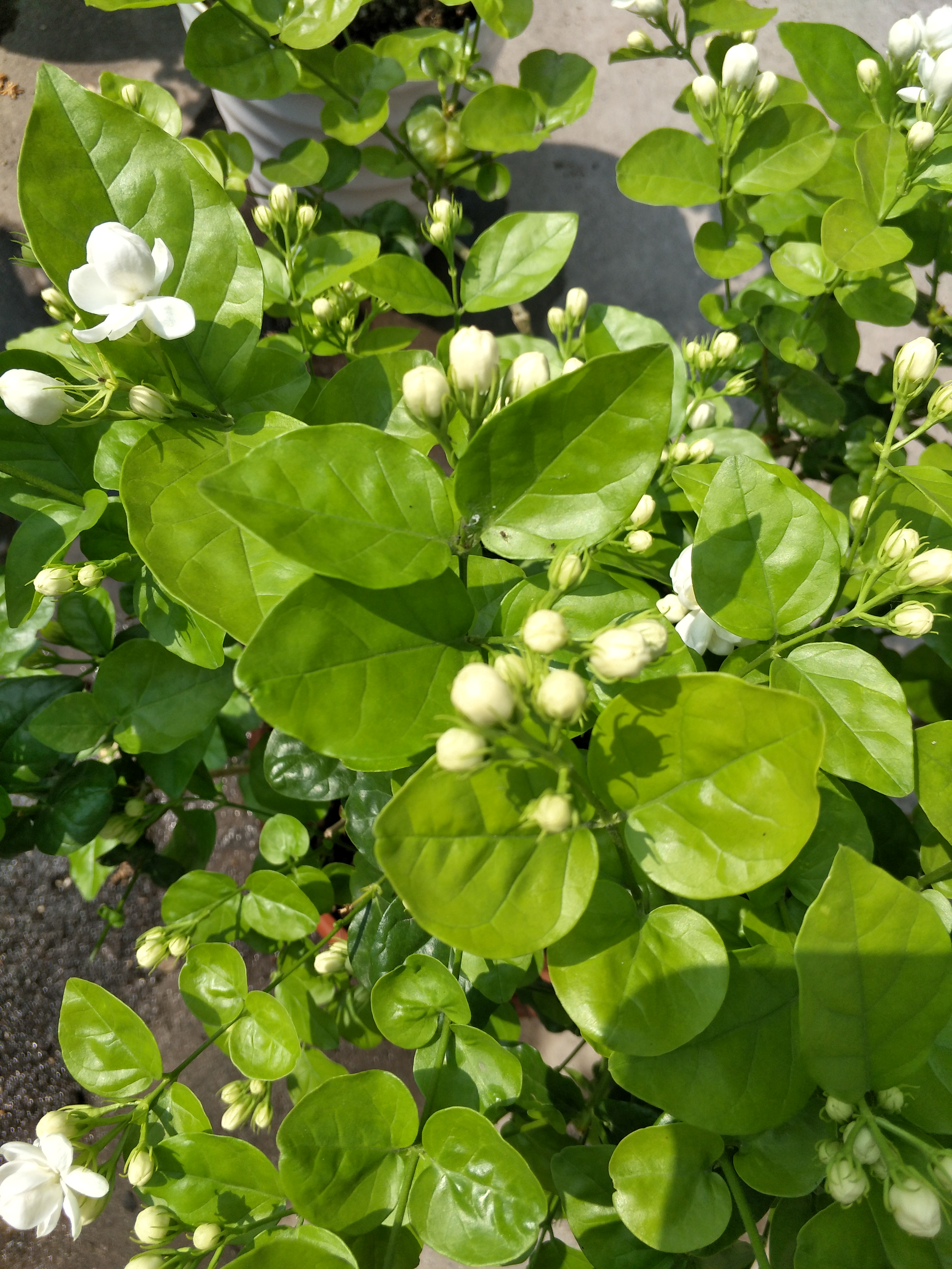 茉莉花叶片掉光怎么办,茉莉花叶片干枯掉落怎么办