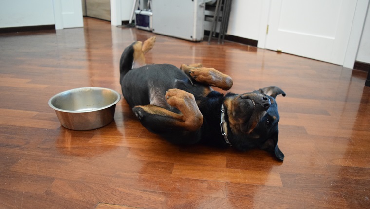 狗狗腹泻怎么办最有效的办法,狗狗腹泻怎么办快速解决