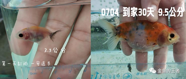 养功考试1个月，20条鱼的前后成长对比，变化太惊艳了