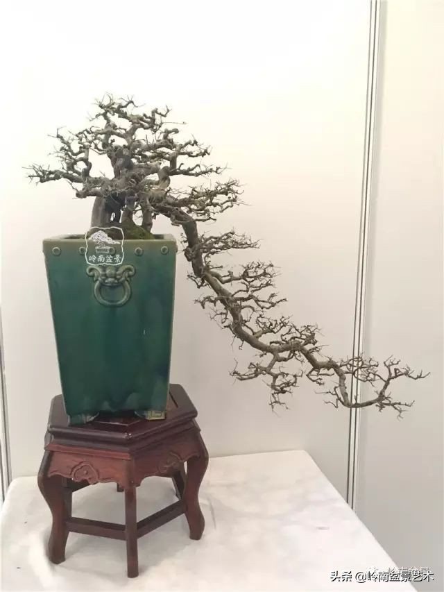 榆树盆景何时修剪最好,盆景怎样修剪最好看