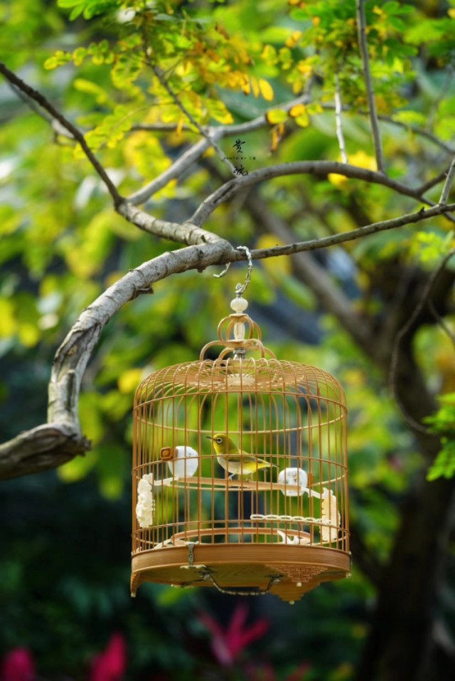 一个闲字一个鸟字读什么,一个闲一个木字念什么