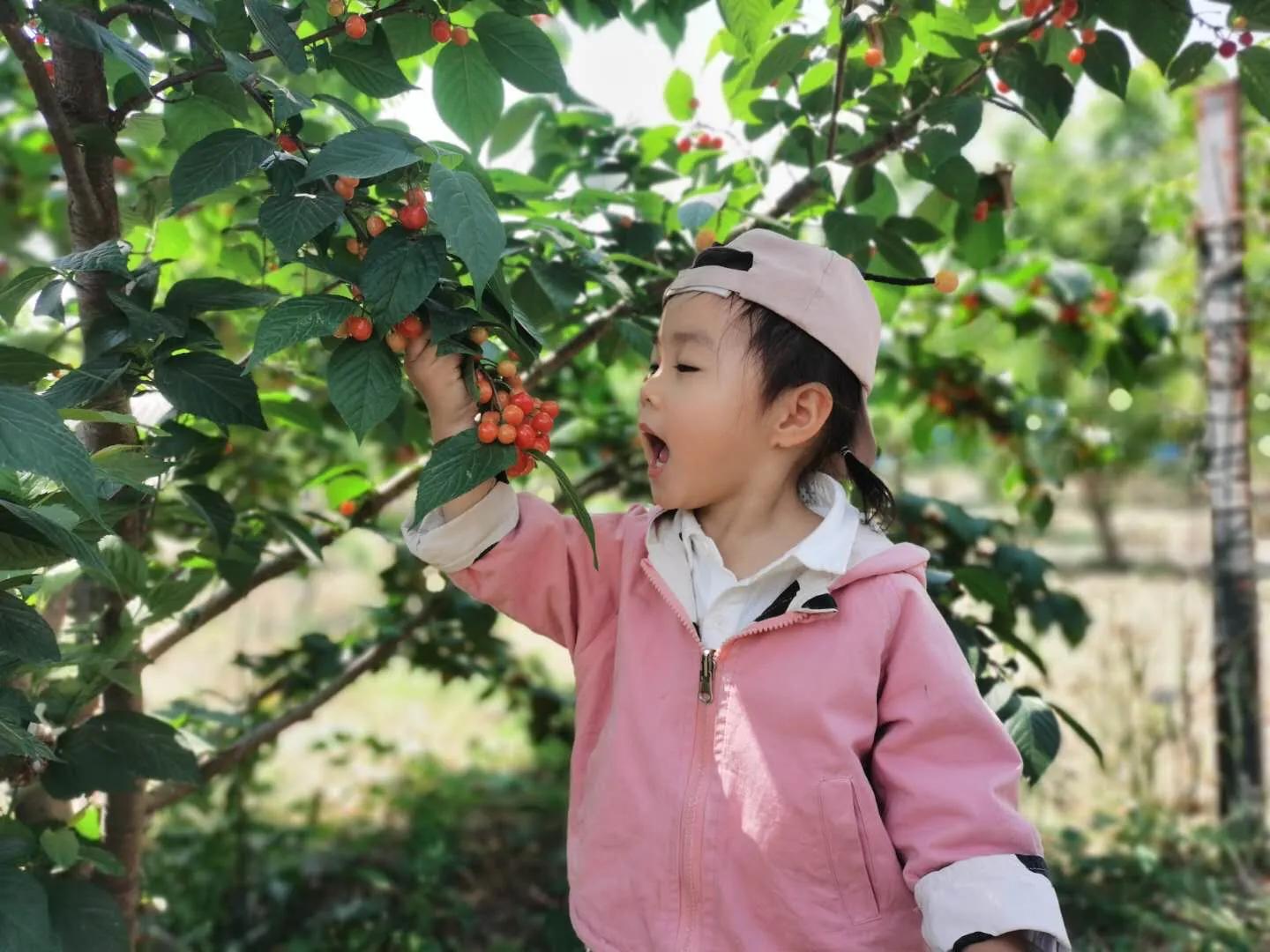 郑州樱桃沟五一攻略,郑州樱桃沟采摘攻略