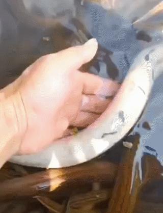 罕见！湖南岳阳大爷河边抓起一条“白娘子”，路人劝说：放了吧