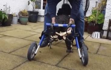 狗狗瘫痪的原因及治疗,狗狗后腿瘫痪怎么治疗最好最有效