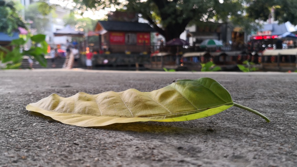 顺德逢简水乡有什么好玩的地方,顺德杏坛逢简水乡一日游攻略