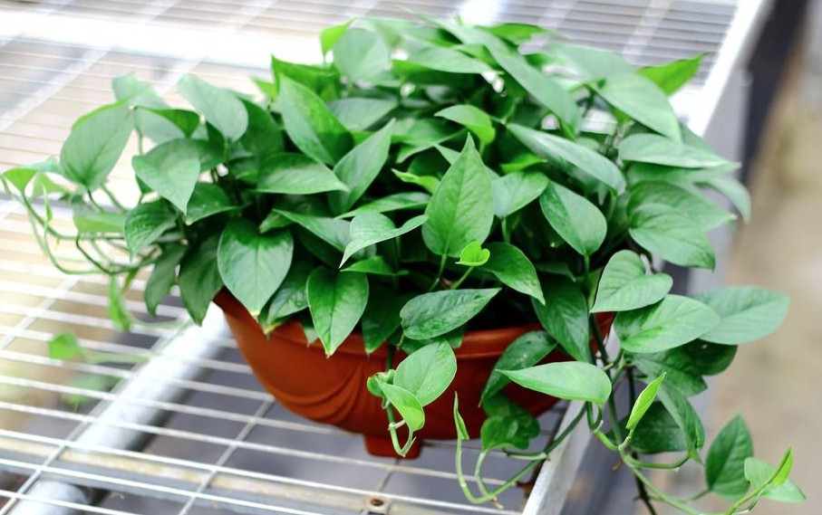 一年四季不死的十种花水养,浇水过多死的植物