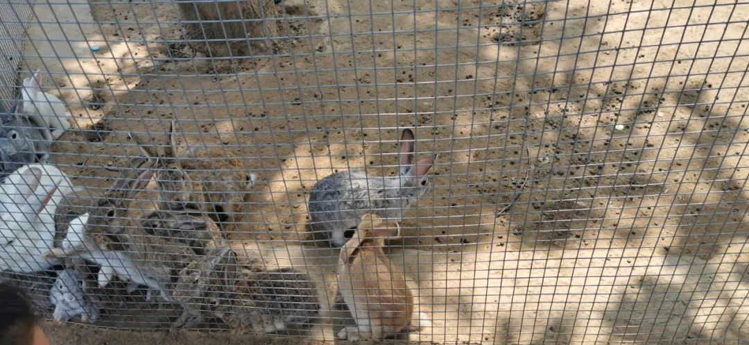 济南适合遛娃的免费去处,济南冬季遛娃免费攻略