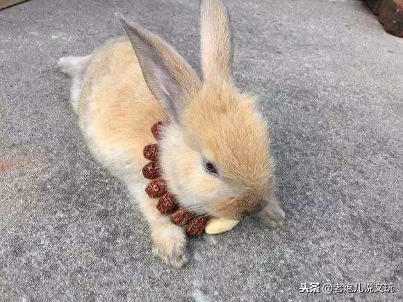 冬天了宠物这一身长毛千万别浪费，手串盘起来！