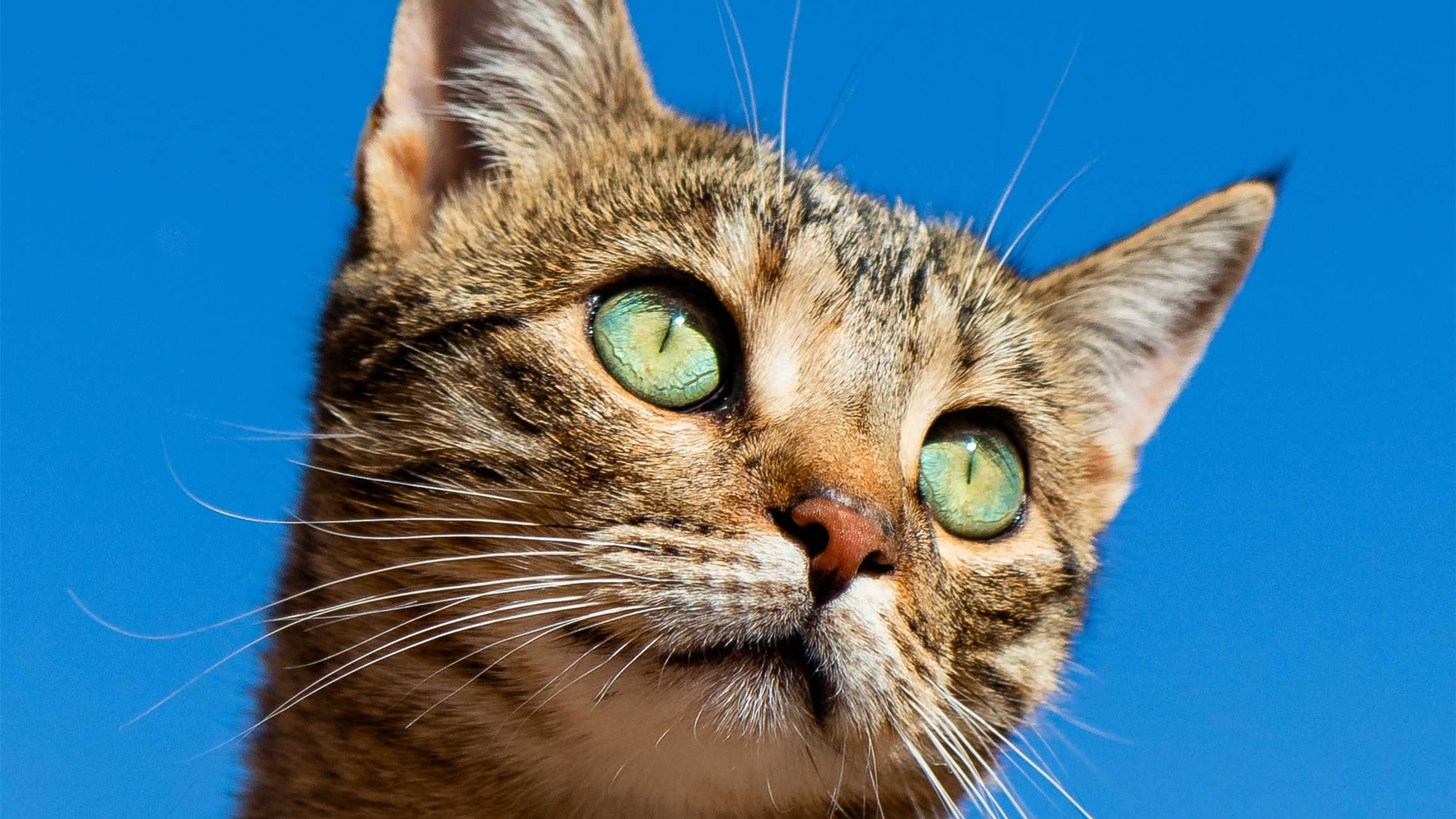 猫咪眼部的各种疾病,猫咪眼部感染该怎么处理呢