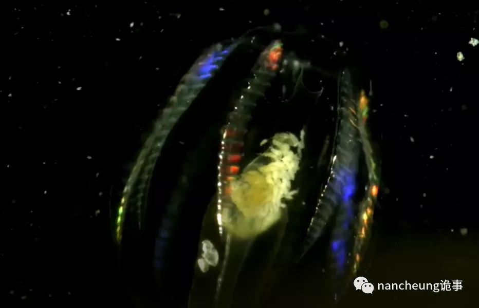 深海迷航第49天神秘生物,深海海底神秘的10种生物