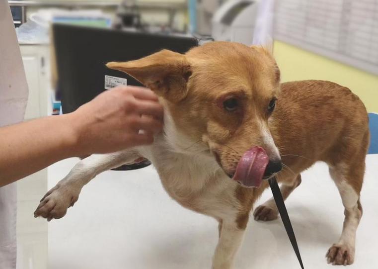 狗狗毛发干枯无光泽怎么打理,狗狗毛发粗糙怎么改善