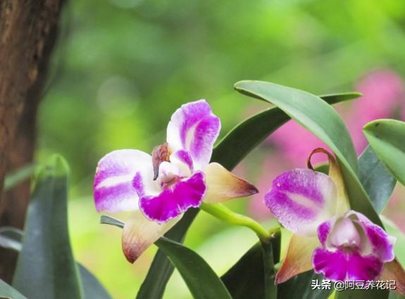 兰花烂根黑腐怎么处理,兰花黑腐