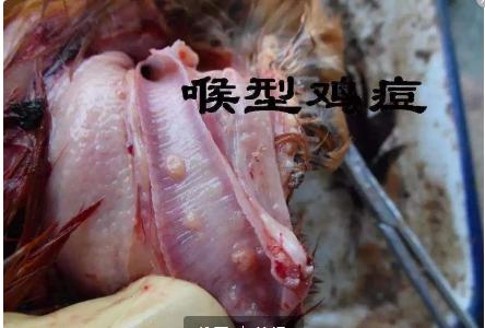 鸡得了鸡痘能自愈吗,鸡痘的解决方法