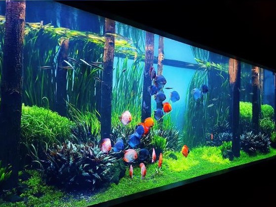 草缸的黑壳虾怎么越来越少,草缸里黑壳虾越多越好吗