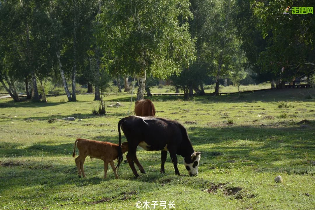 北疆大环线自驾游路线推荐,北疆大环线15天自驾游攻略