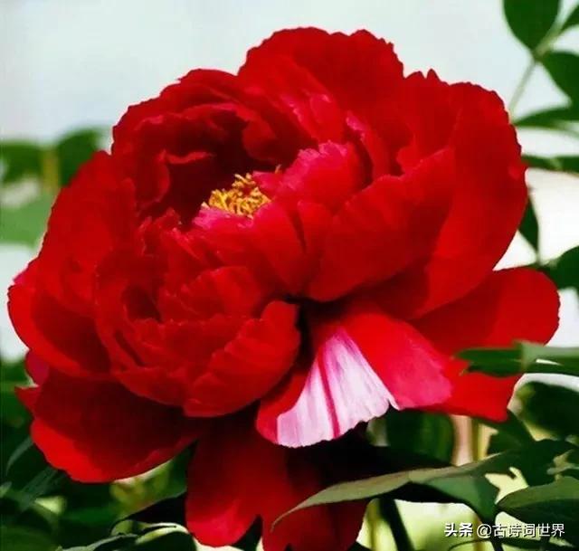 古诗中赞美牡丹的诗句有哪些,我见过雍容华丽的牡丹阅读答案