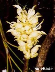 动物中药功效大全,中药药材大全及功效