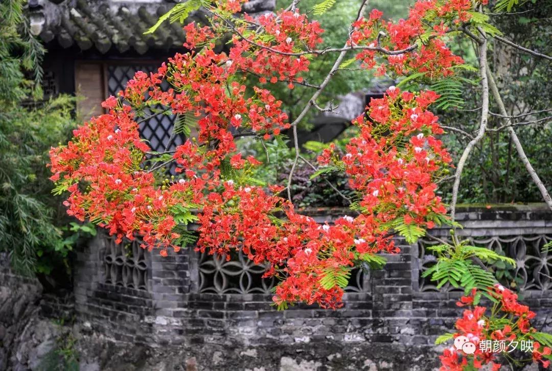 凤凰浴火时，盛夏晚晴天