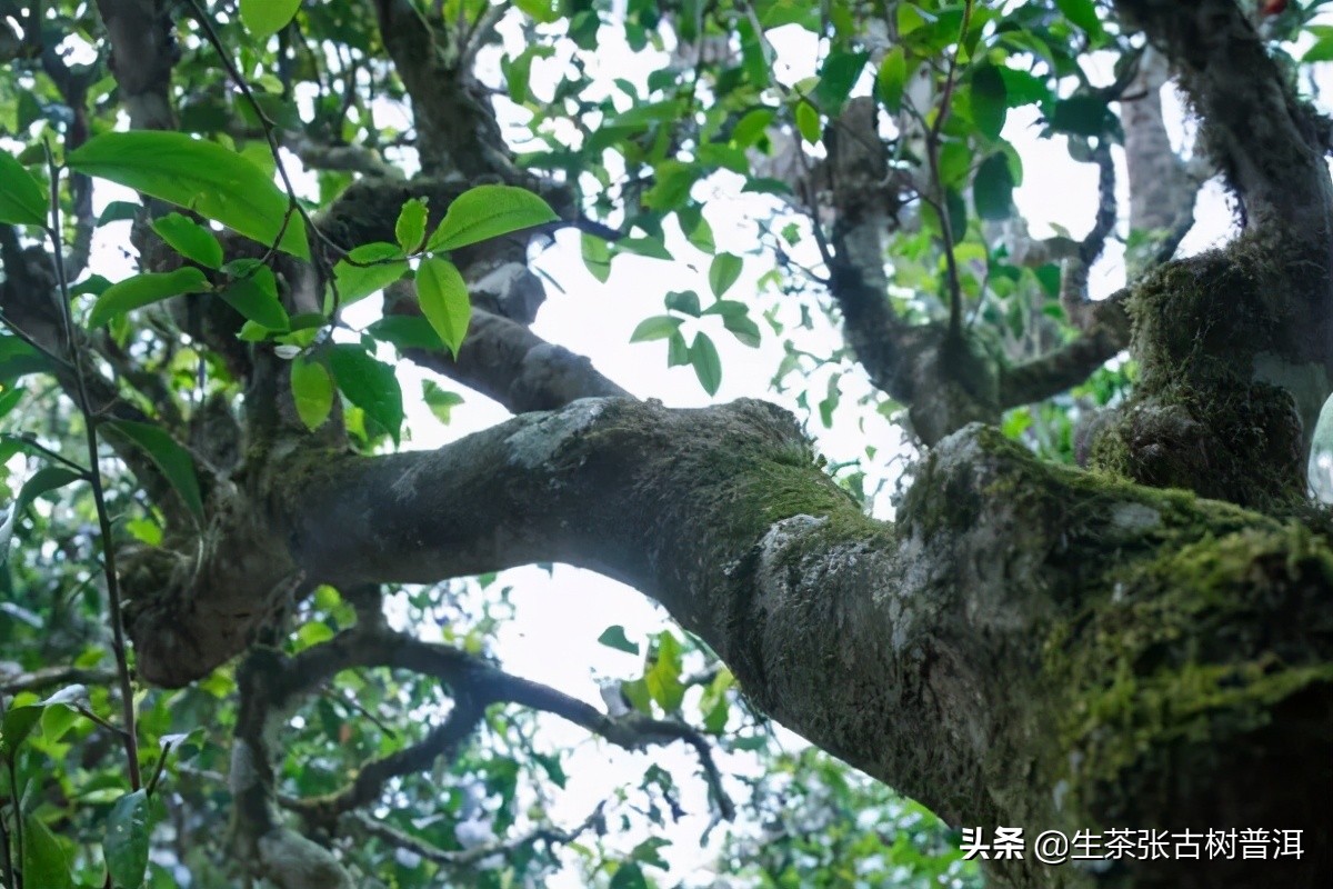 别再喝劣质陈皮,冰岛普洱茶是最好的普洱茶吗