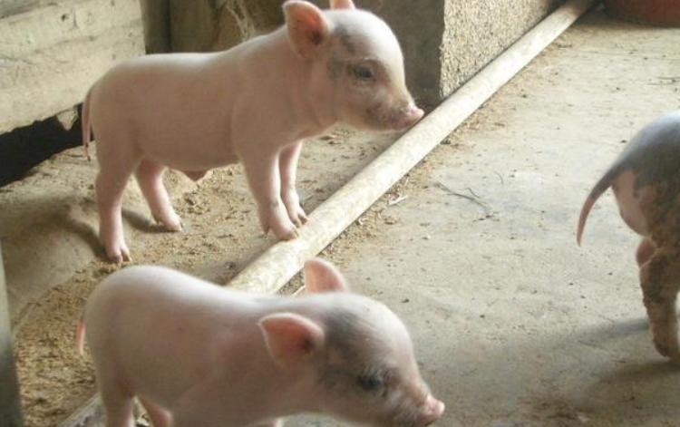 治疗猪拉稀用粘杆菌素还是新霉素,粘菌素治疗猪的拉稀用量