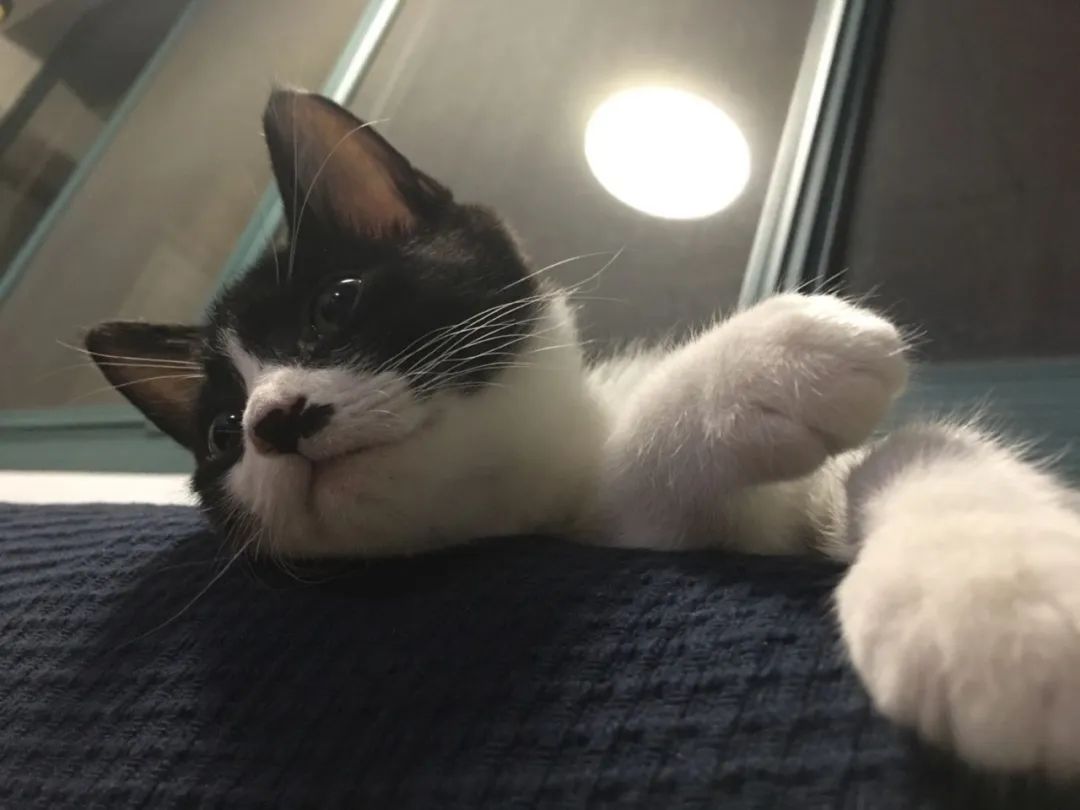 不让人省心的生肖,不让人省心的奶粉