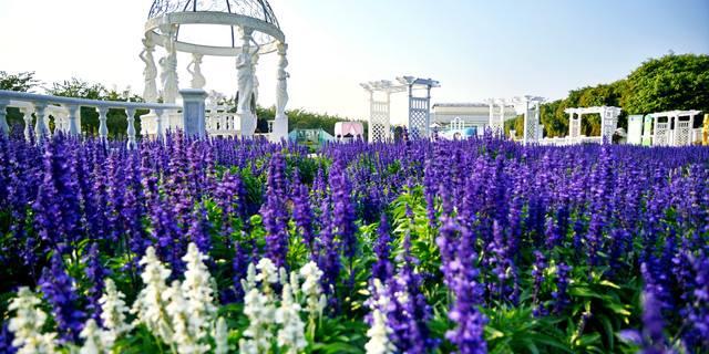 百万葵园一日游,百万葵园最佳游玩时间