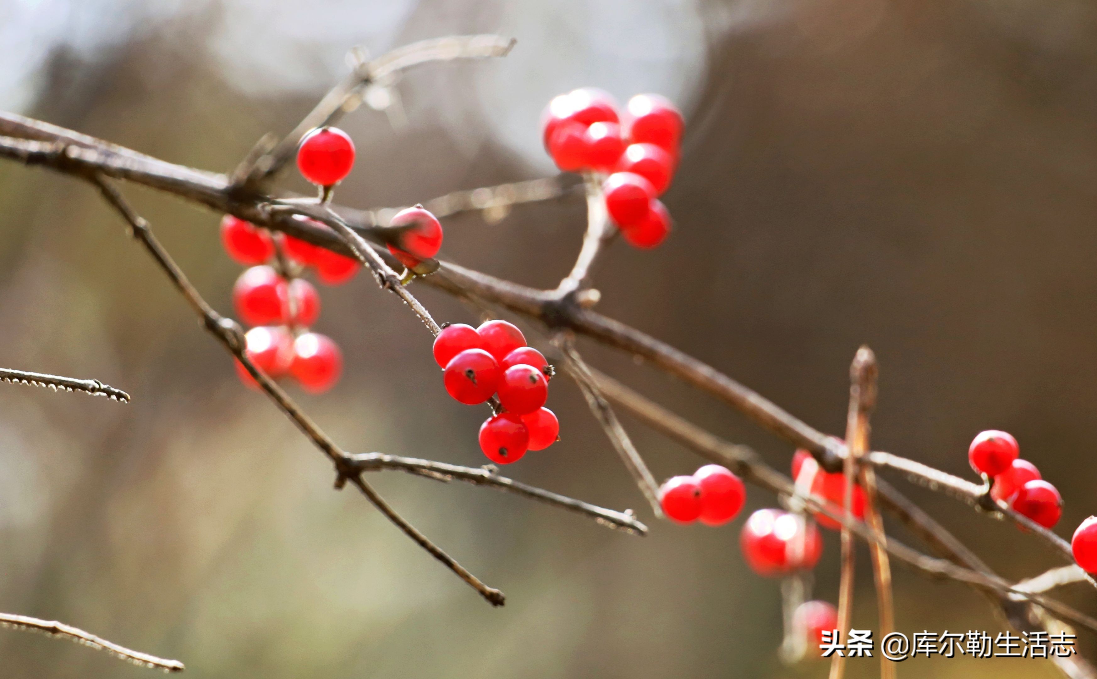 绿化带的小红果,绿化带里面的小红果