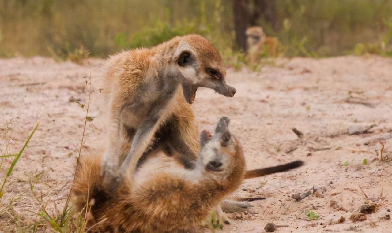 狐獴为什么只有女王有繁殖的权利,心狠手辣的狐獴