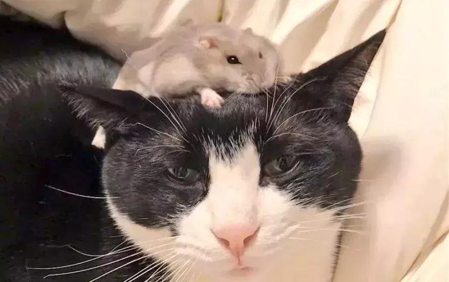 养仓第1步:如何挑选一只健康的仓鼠