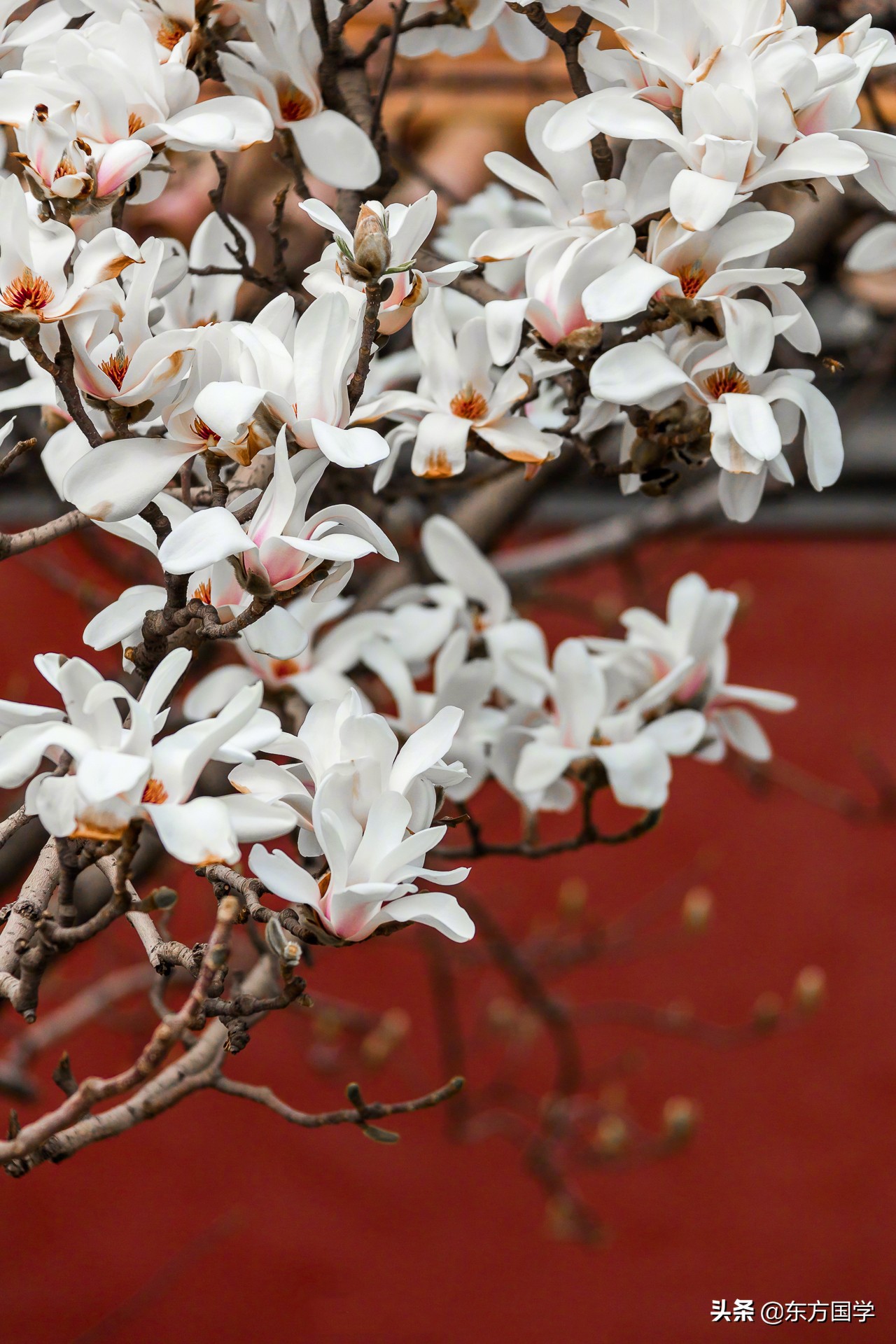 @所有人，周末一起赏玉兰，五处北京玉兰美景