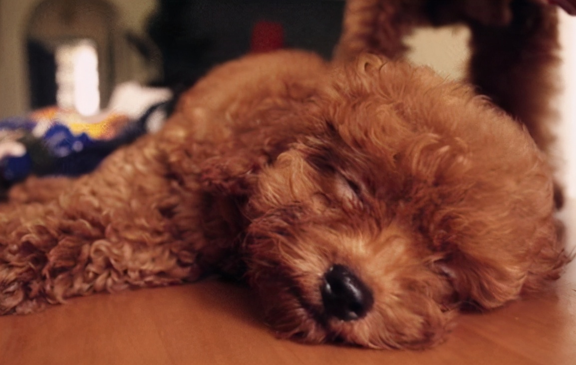 泰迪犬不吃东西挑食怎么办,小型泰迪犬超级挑食怎么办