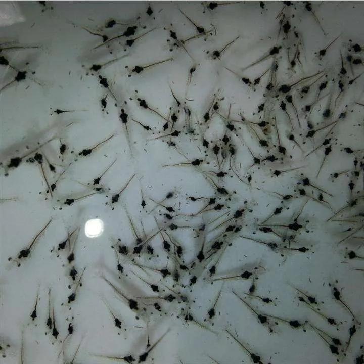 养虾新模式新技术,养虾致富有方