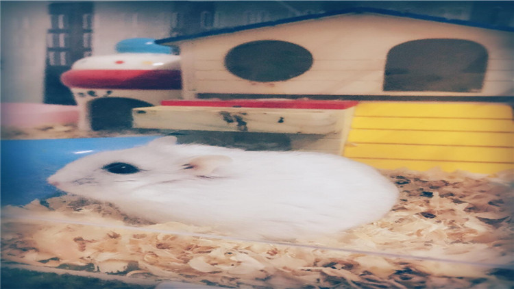 仓鼠越狱一天会躲在哪里,仓鼠越狱一次后执着的想跑