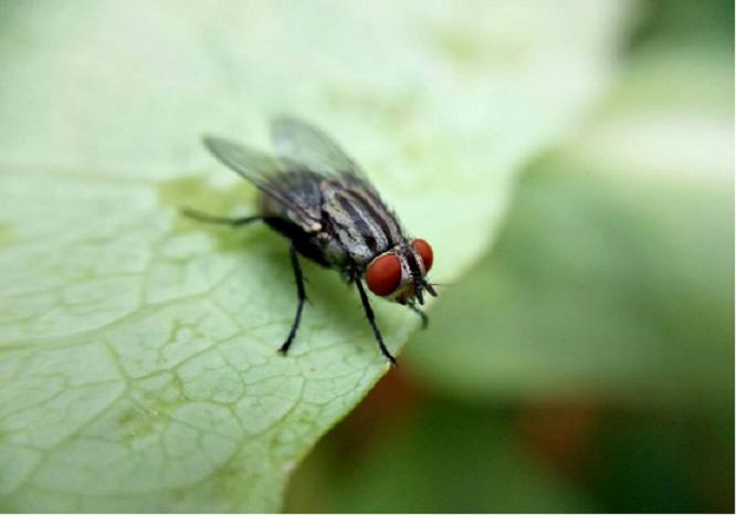 夏日嗡嗡惹人厌，古法防治奇妙招：古人与苍蝇搏斗的那些“法宝”