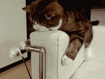 母猫发情用棉签戳，结果棉花掉进去了……