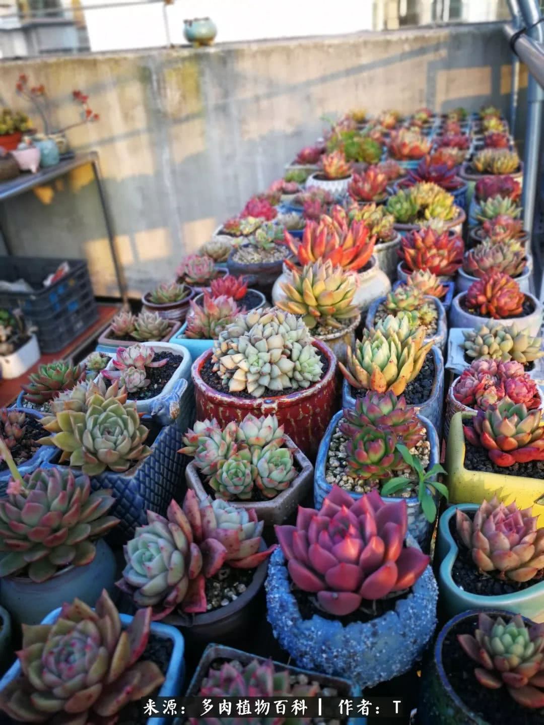 多肉还可以这样玩(上):八年养肉路剪影!