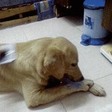 狗本来不掉毛却突然开始掉毛,狗狗身上毛秃了一块