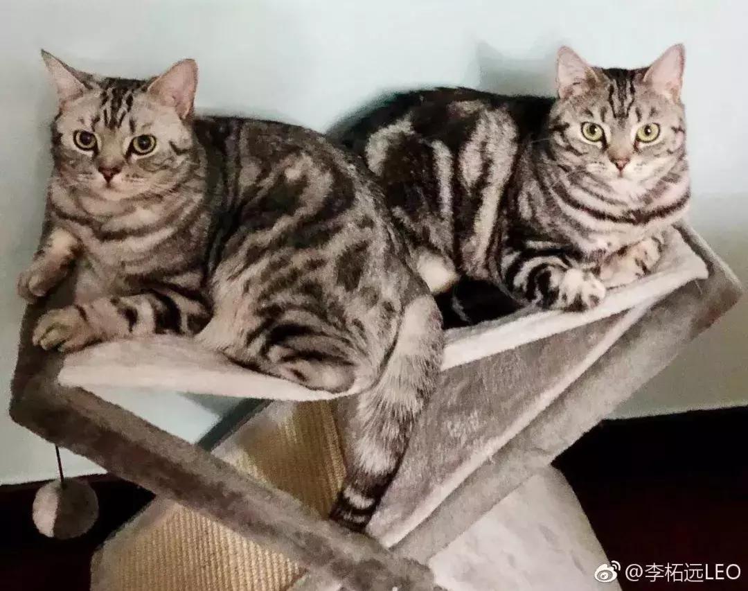 哈佛学霸35个忠告,哈佛学霸教育感悟