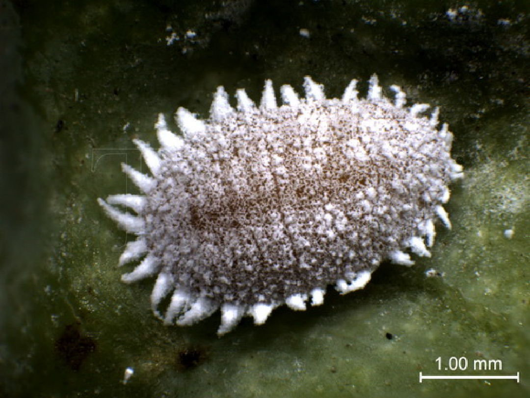 暂停台湾番荔枝和莲雾输入,暂停台湾水果进口有什么影响