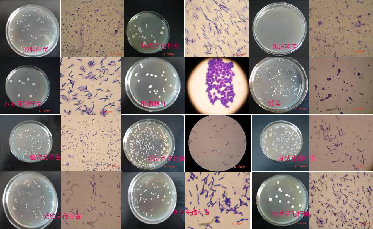 酵素发酵肥的使用方法,生物发酵肥制作