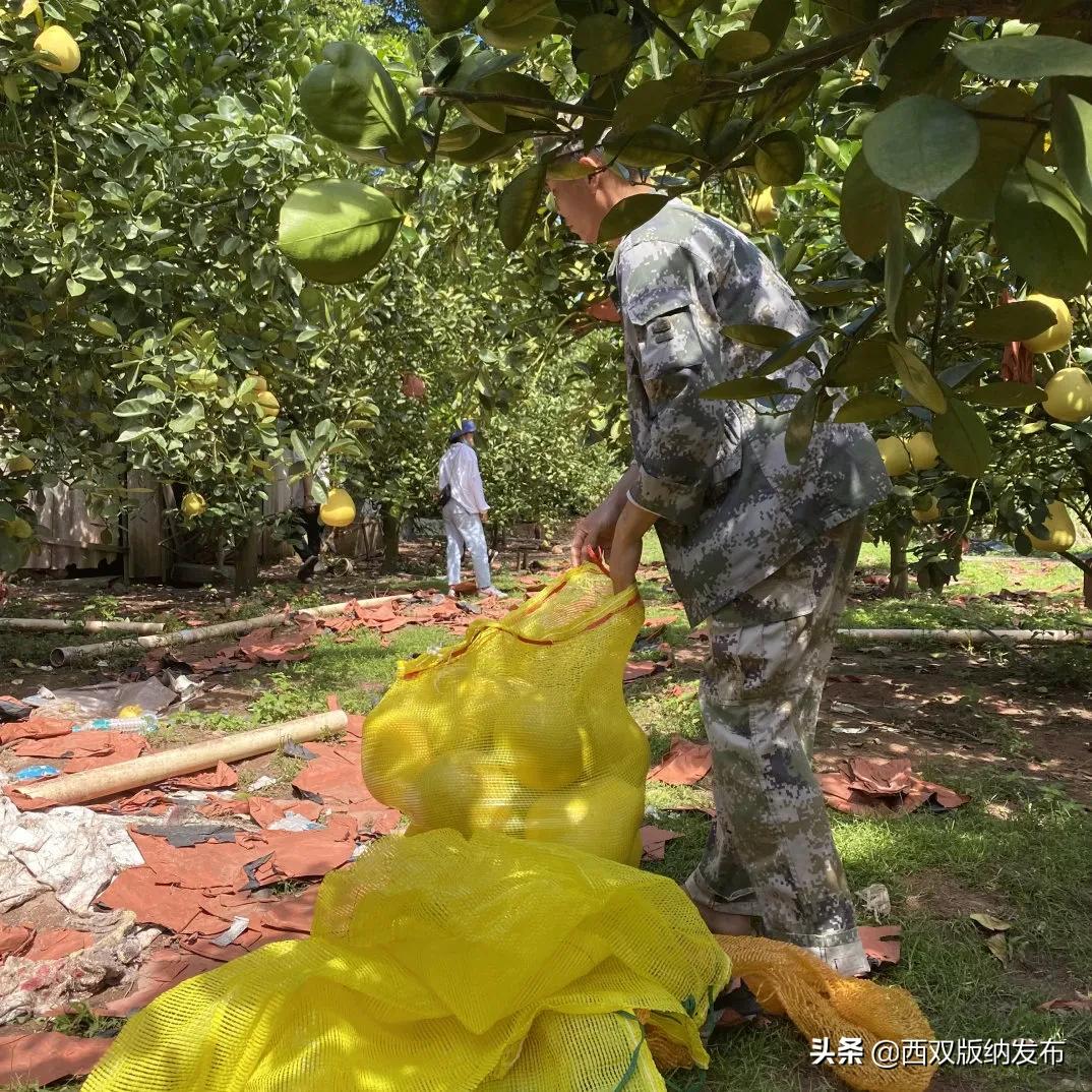 璇辨儜闅炬尅,鍕愪粦鏌氬瓙鍙堝ぇ鍙堢敎