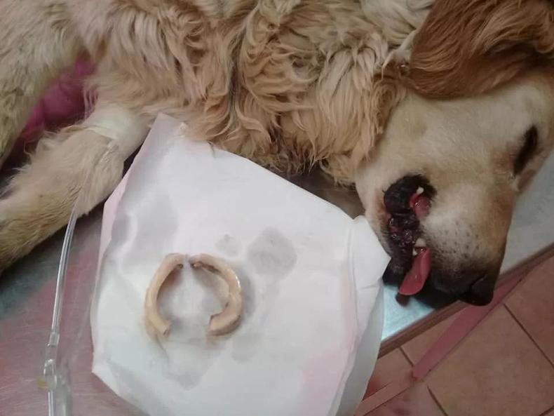 大金毛吃了鸡骨头吐了一点,大金毛吃骨头卡着会有什么症状