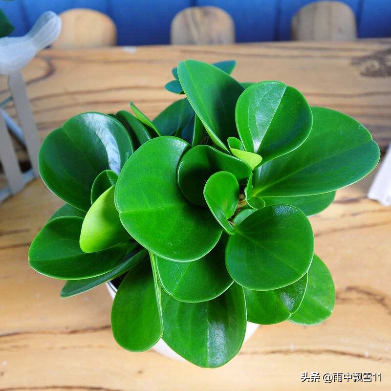 豆瓣绿病虫害多吗养护方法,豆瓣绿黄叶烂芽怎么处理