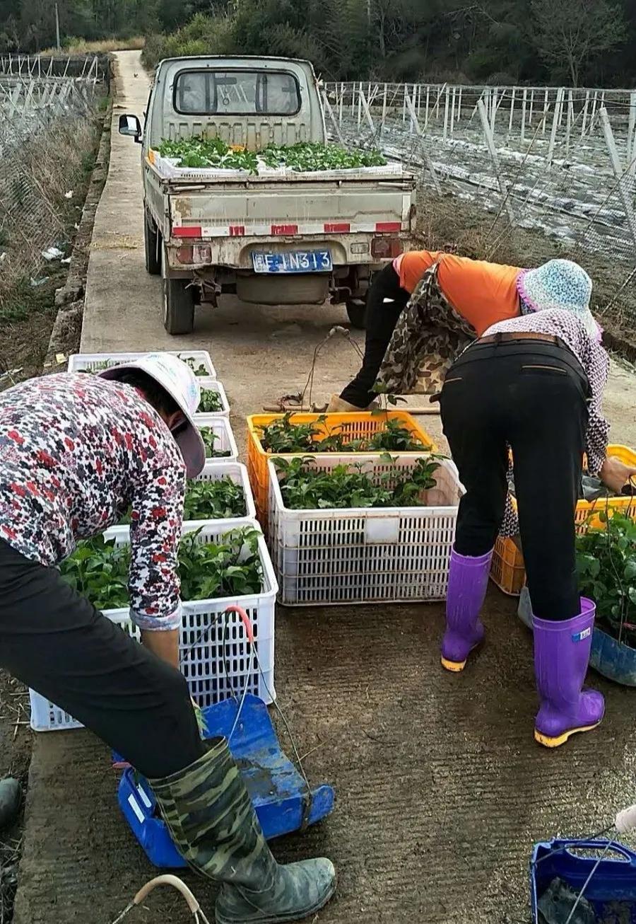 吹响春耕备耕集结号,春耕在希望的田里