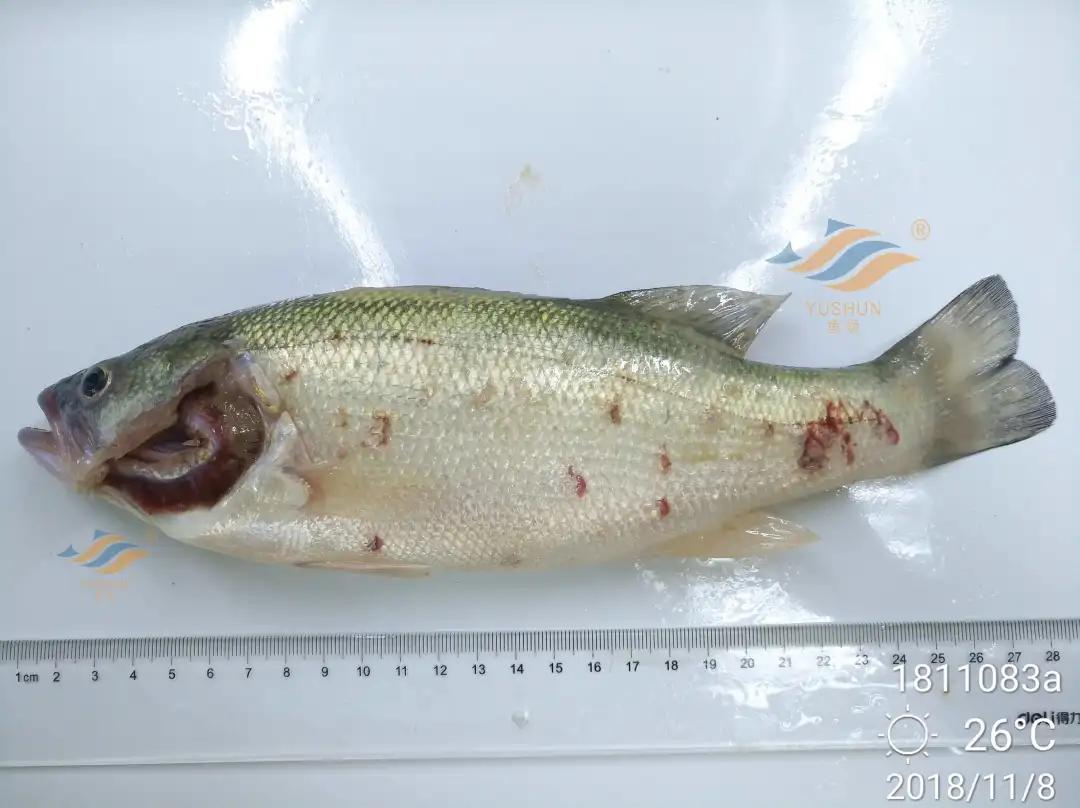 加州鲈常见病害及临床表现,加州鲈黑斑病