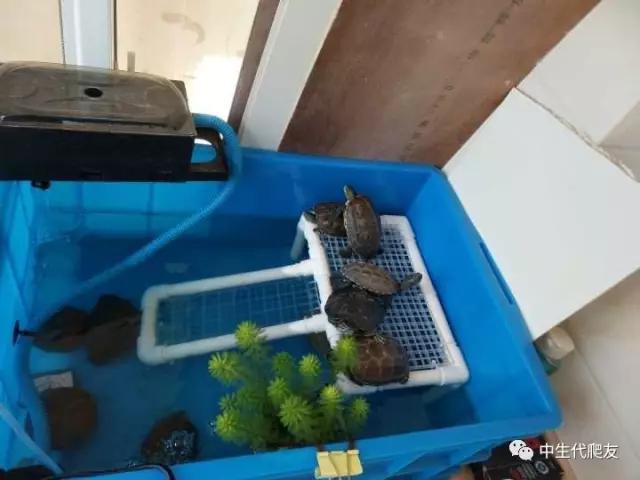 怎样的环境能让龟不会腐甲,如何用最便宜的龟养出华丽的感觉